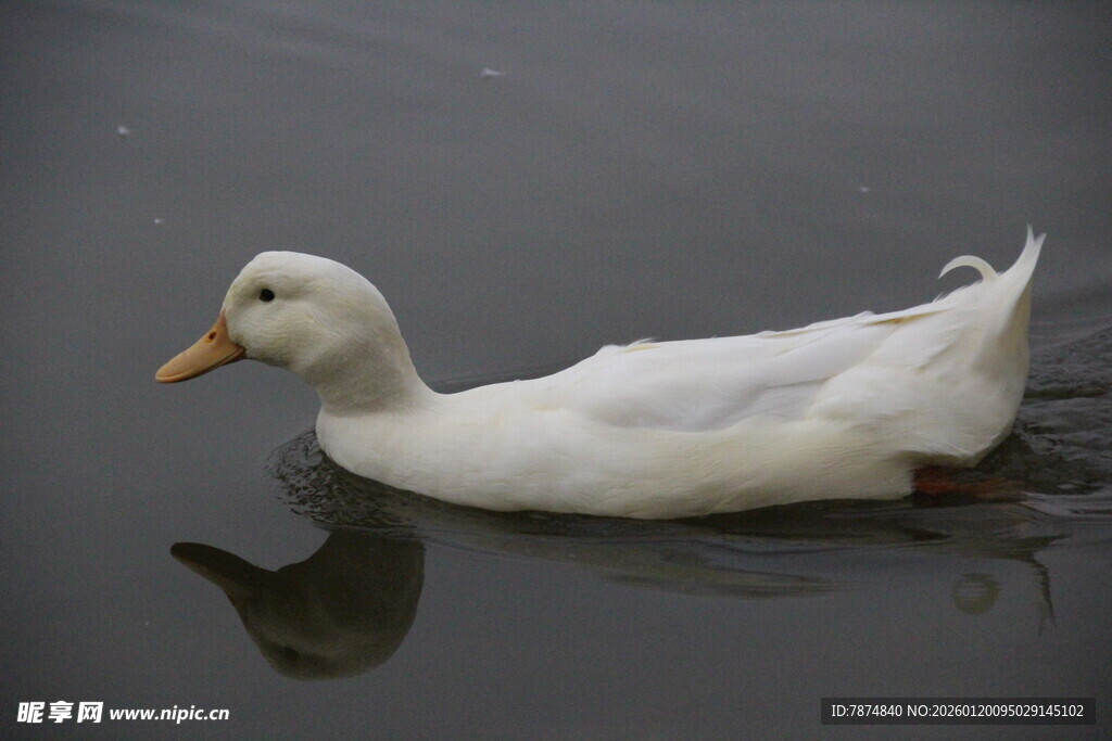 白鸭水中游