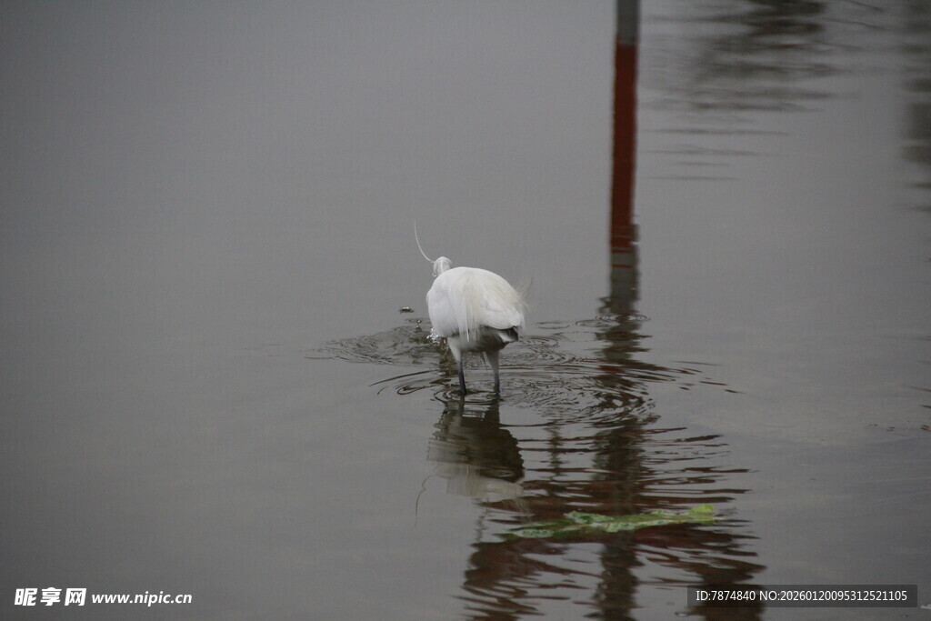 白鹭于水中静立