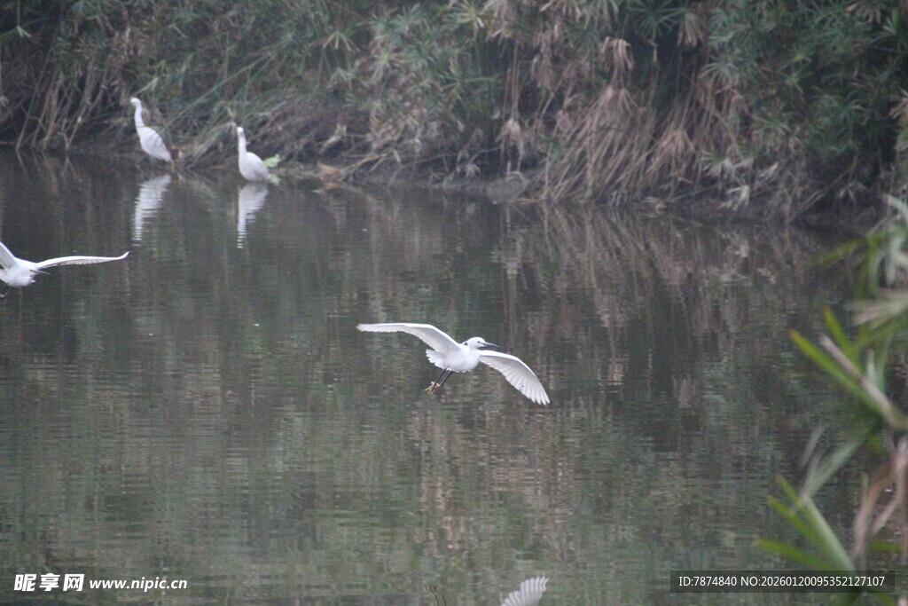 白鹭于水边轻盈飞翔