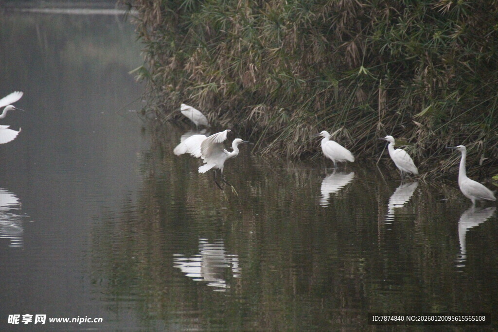 湖畔飞鸟倒影自然美景