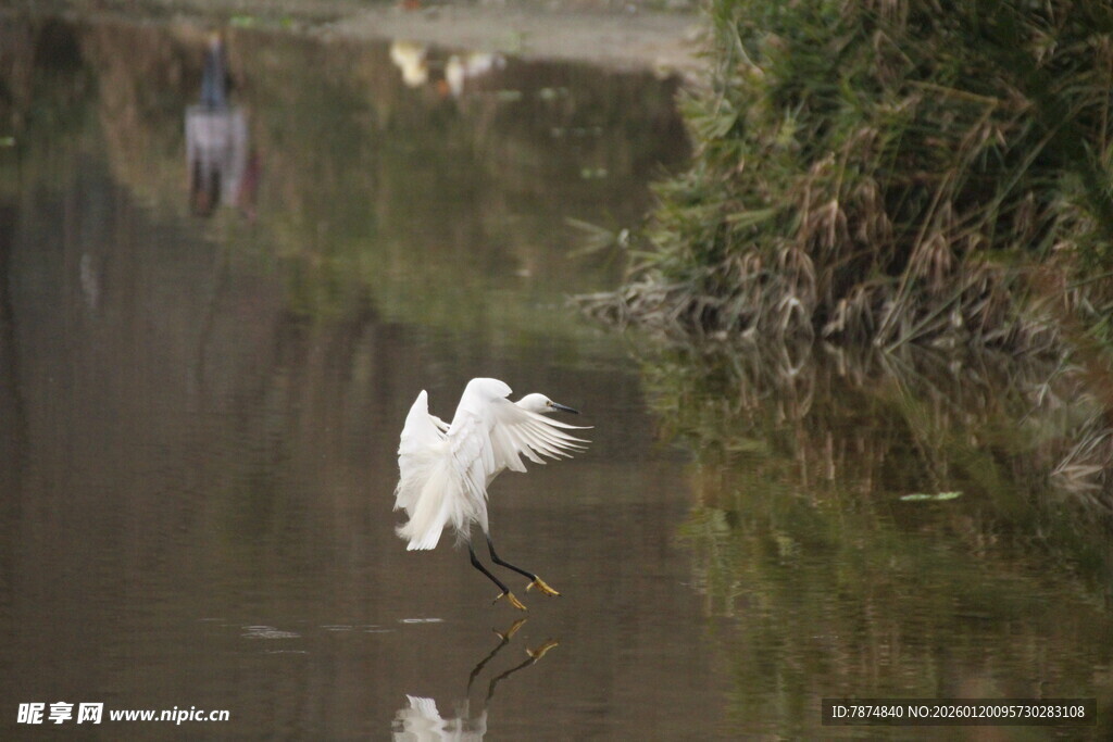 白鹭于水边优雅展翅