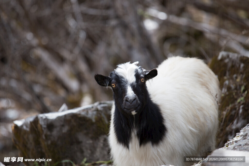 雪地中的黑白山羊