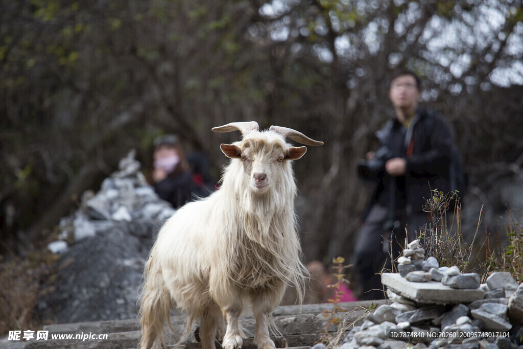 户外可爱白山羊