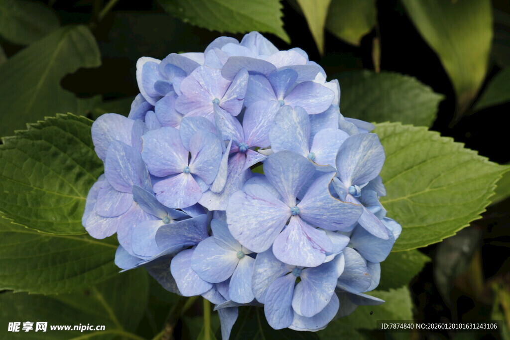 淡蓝色绣球花特写