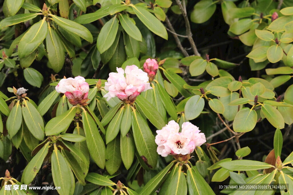 粉色娇艳杜鹃花