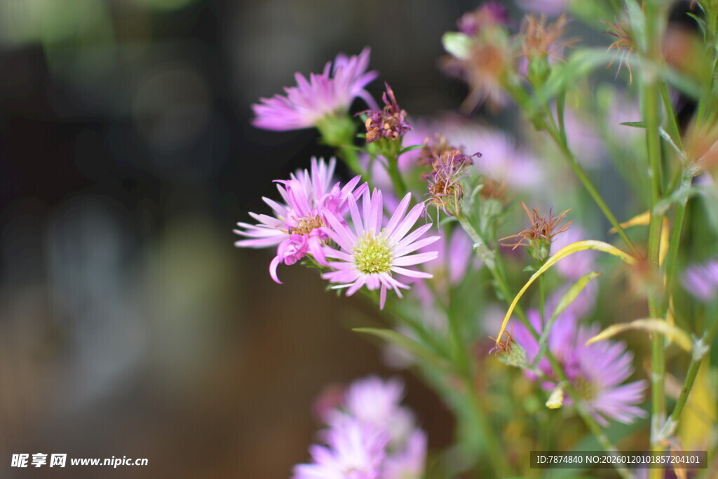 绽放的紫色小花