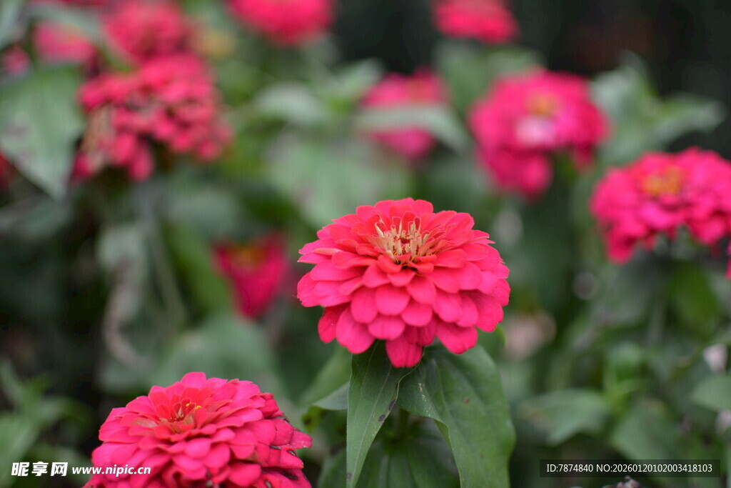 艳丽百日草绽放