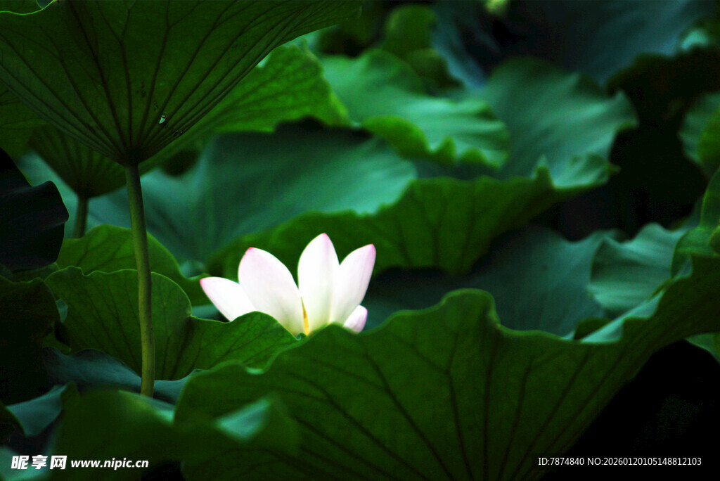 绿叶丛中绽放的洁白荷花