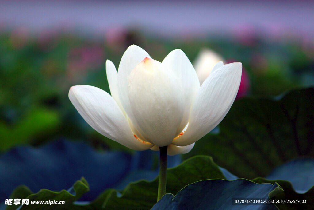 洁白荷花绽放于绿叶间