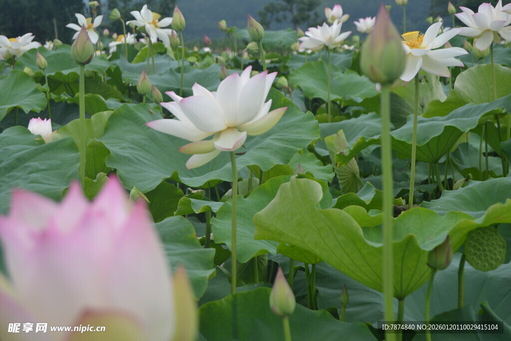 夏日荷塘中的美丽荷花