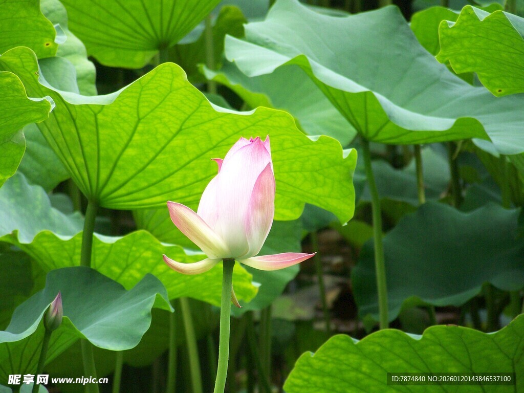 绽放的粉色荷花与荷叶