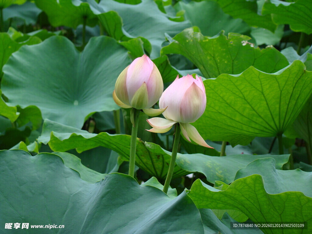 两朵含苞待放的粉嫩荷花