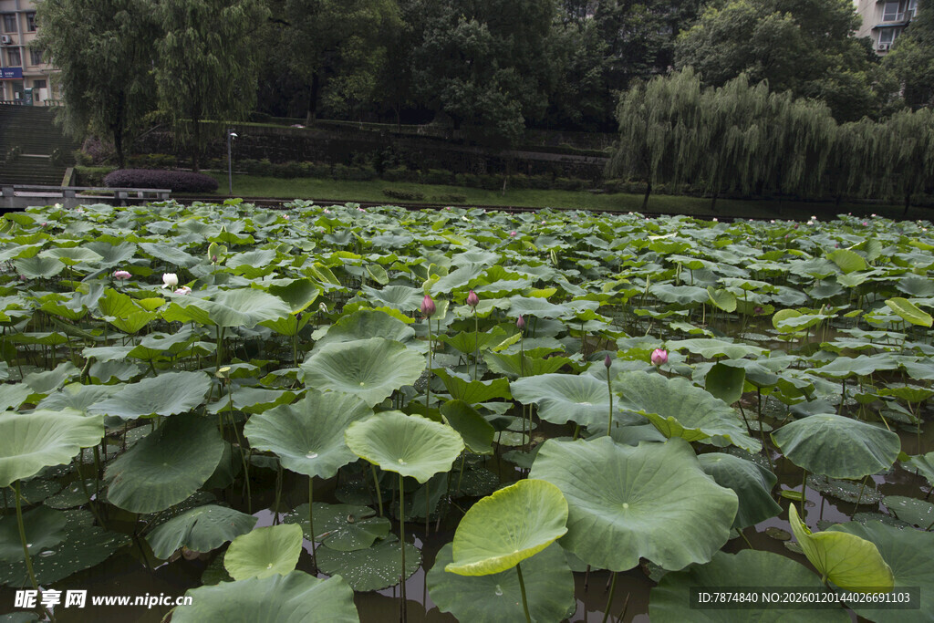 夏日荷塘绿意盎然