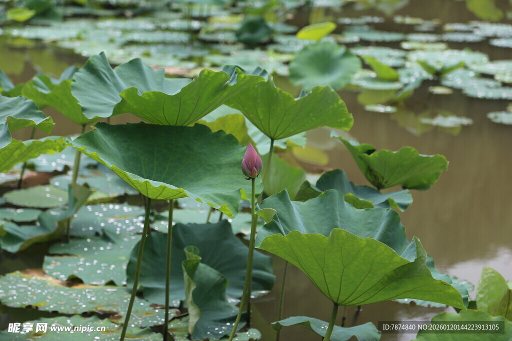 荷塘中的荷叶与含苞荷花