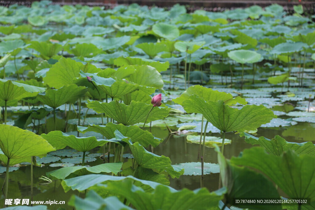夏日荷塘绿意浓