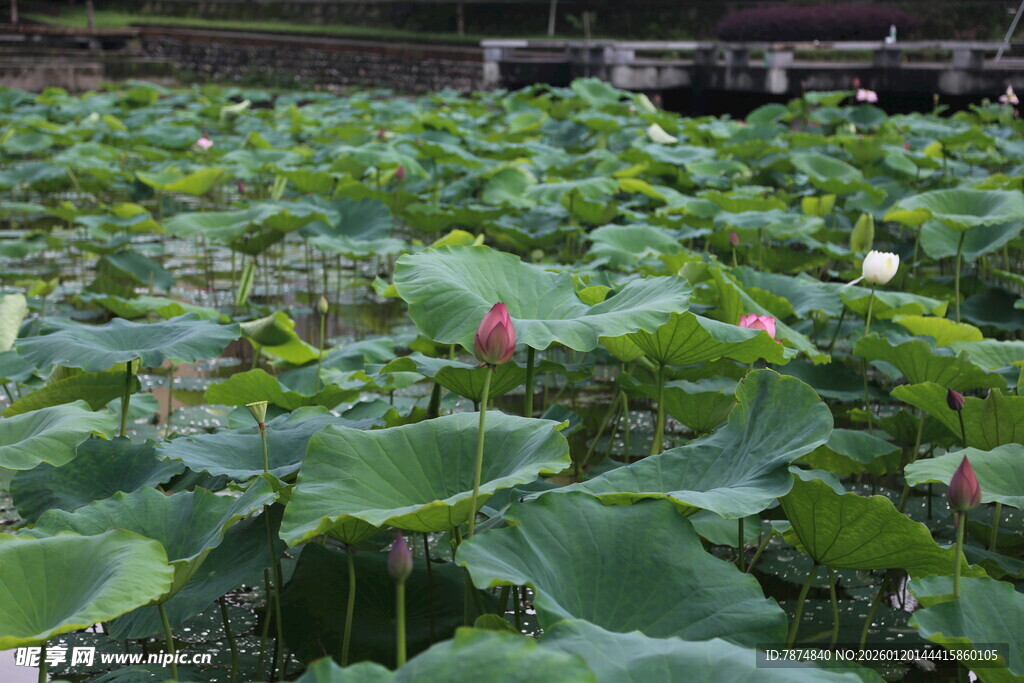 荷塘美景 荷花荷叶相映成趣