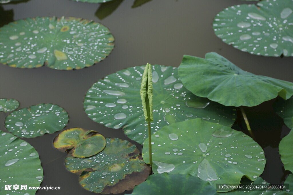 池塘中的荷叶与荷花茎