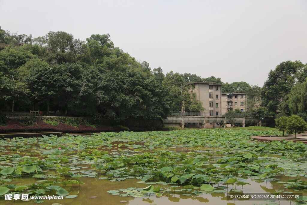 荷塘绿意 周边林木环绕