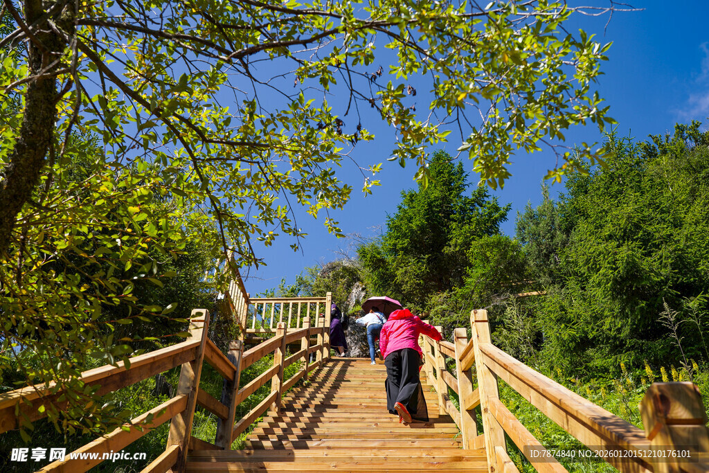 漫步林间木栈道的游客