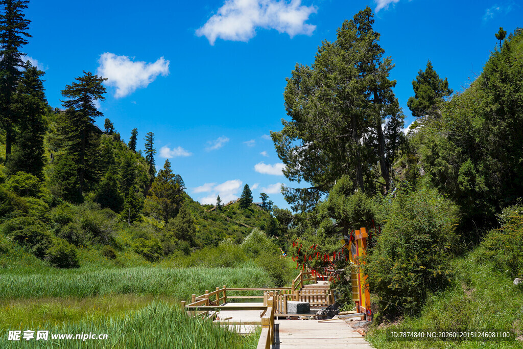 林间木桥 邂逅自然之美