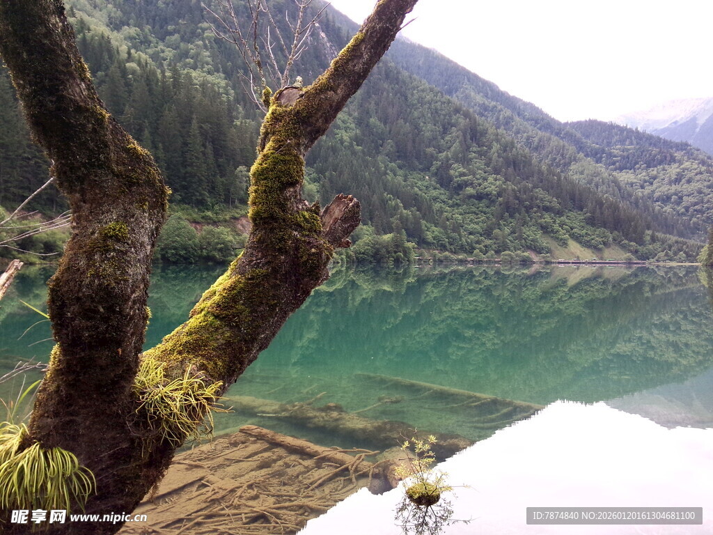 湖畔枯树与碧绿湖水美景