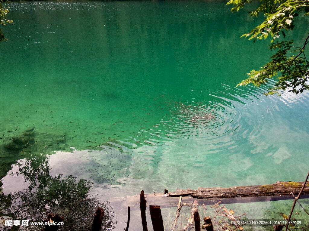 碧绿湖水边的自然景致