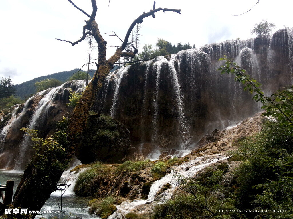 枯树旁的壮美瀑布景观
