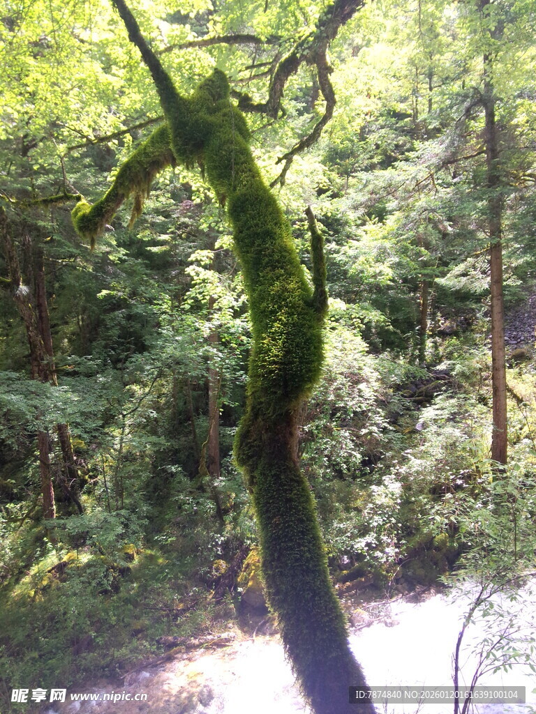 森林中弯曲覆绿苔的树干