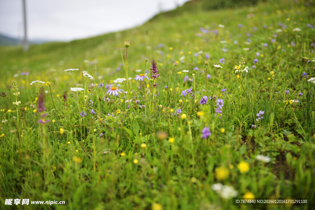 草原上的缤纷野花