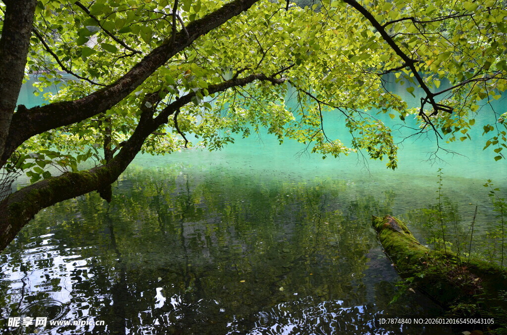 湖畔绿树映碧水美景
