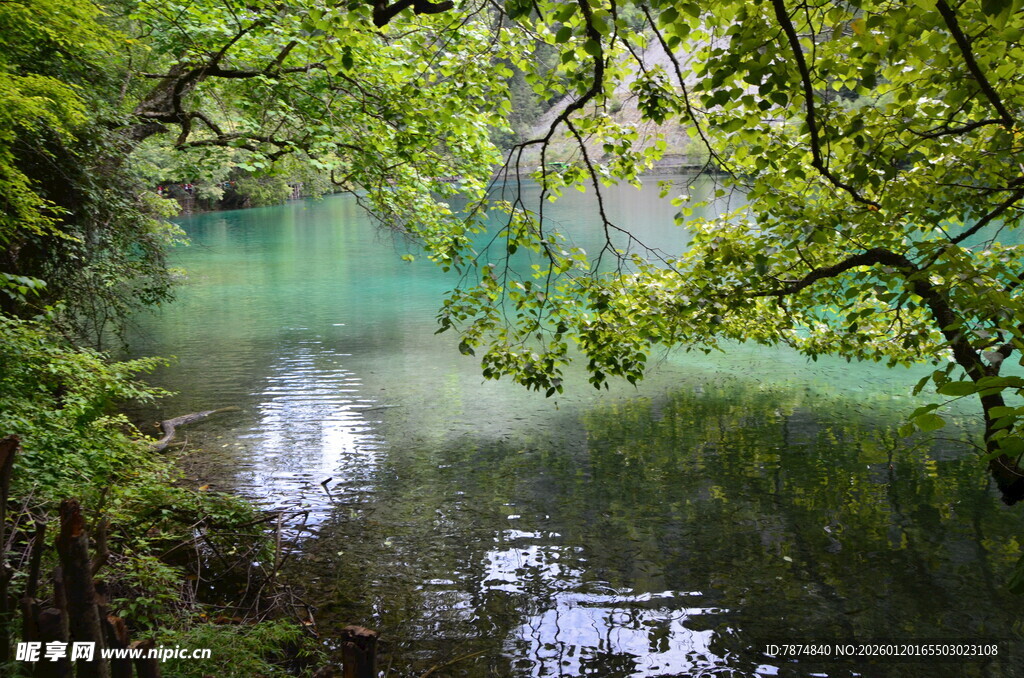 森林中的碧绿澄澈溪流