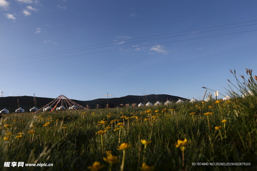 草原黄花蓝天美景