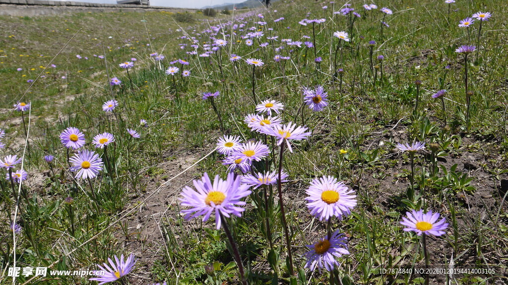草地绽放的美丽小雏菊