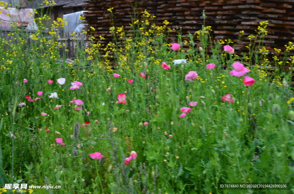 粉色花丛中的自然美景