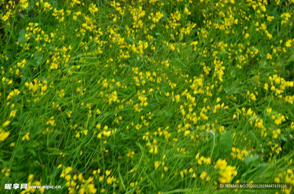 金黄油菜花田美景