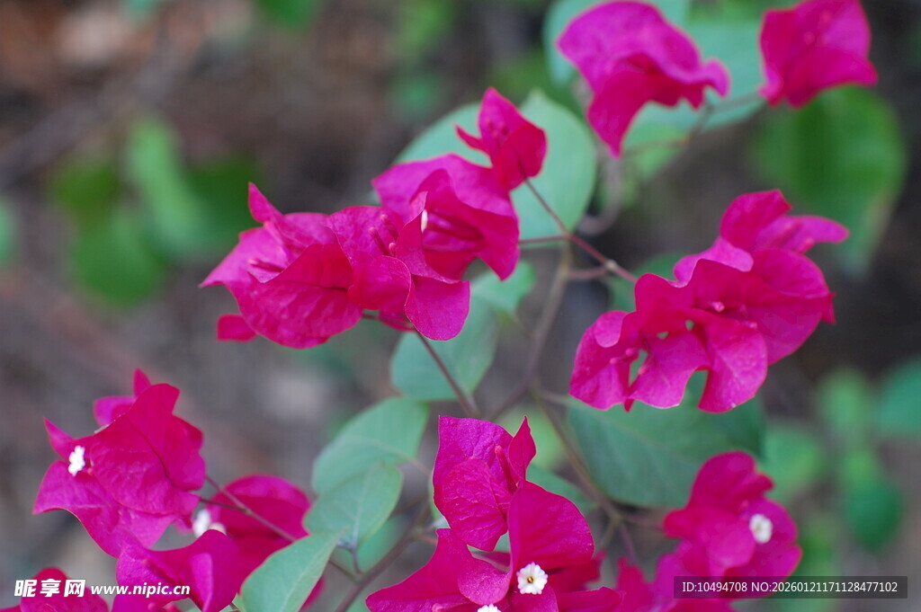 艳丽三角梅绽放