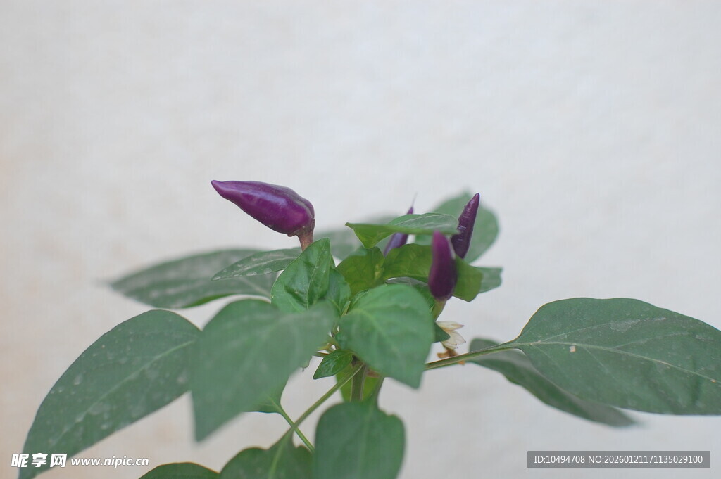 紫色尖椒植株特写