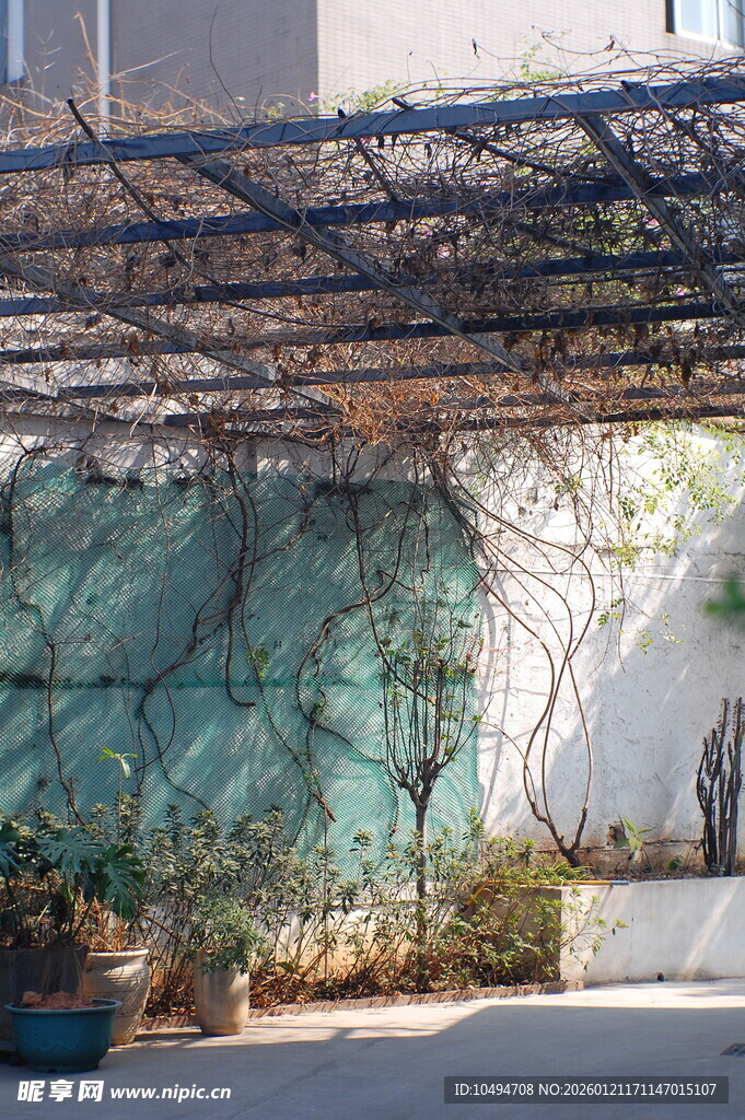 庭院藤蔓绿植景观一角