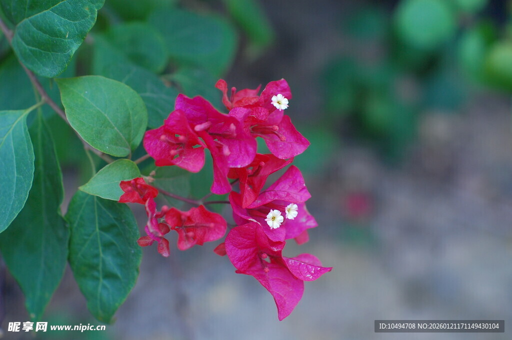 娇艳三角梅绽放