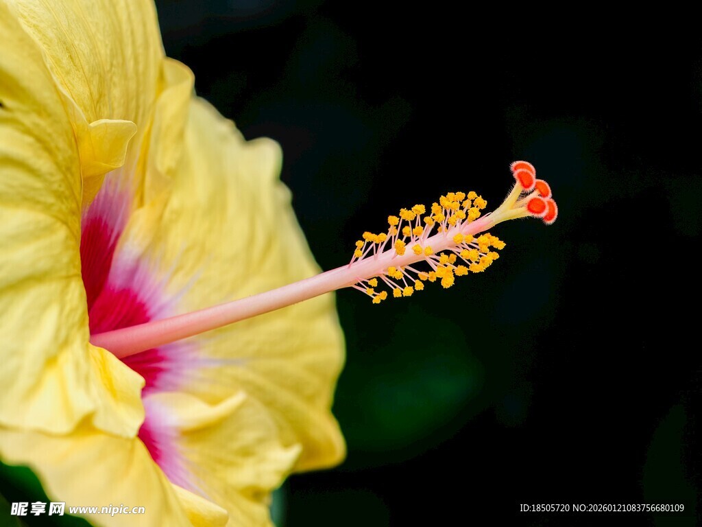 黄色木槿花特写