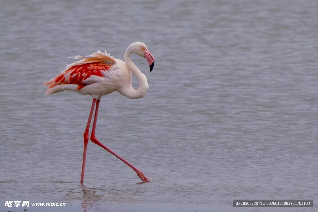 单只火烈鸟漫步浅滩