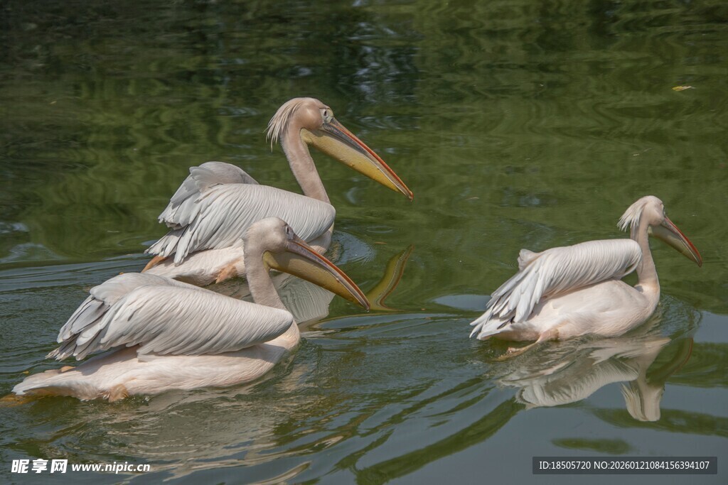 水中嬉戏的白鹈鹕