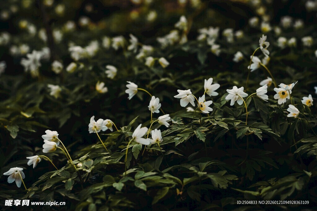 白色小花簇拥的繁茂景象