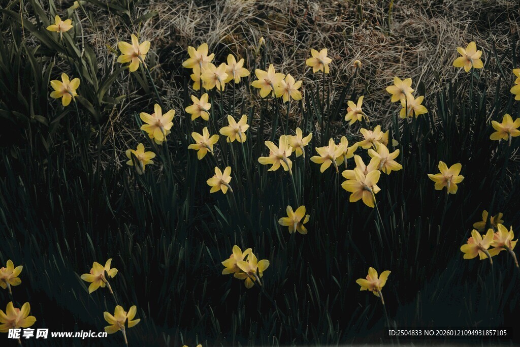 金黄小花绽放于繁茂枝叶间