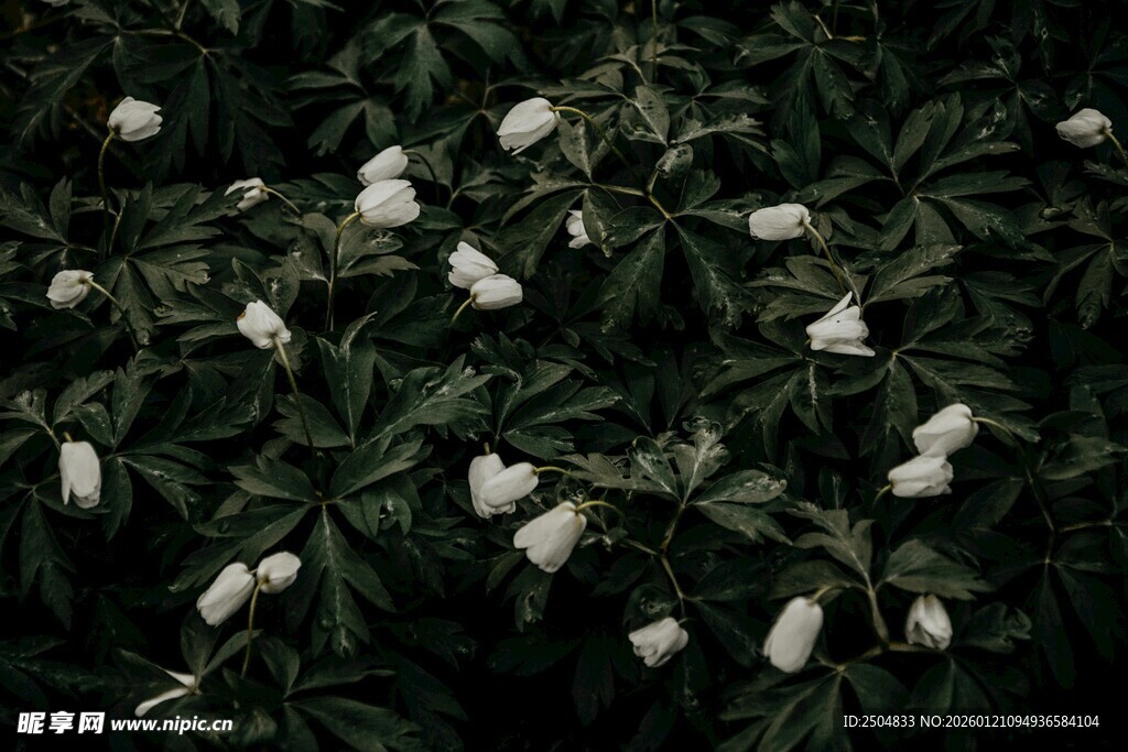 白花绿叶交织的自然景致