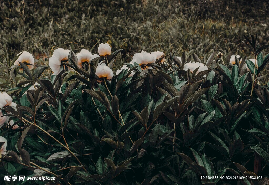 白色花朵绽放于绿叶间