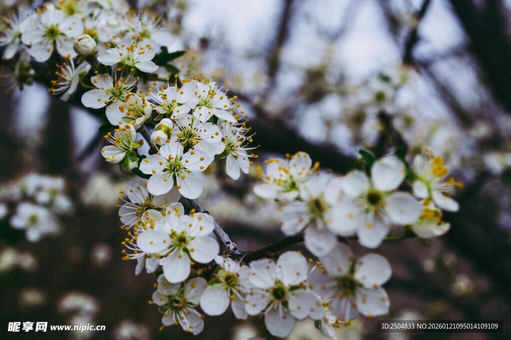 枝头绽放的洁白花朵