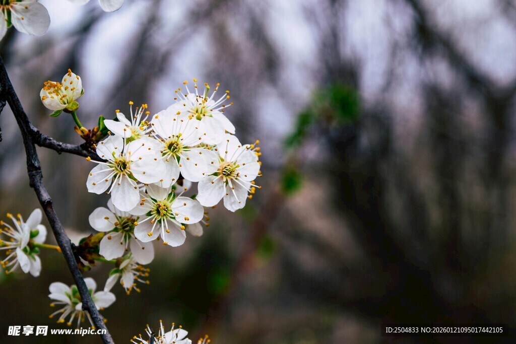 枝头绽放的洁白花朵