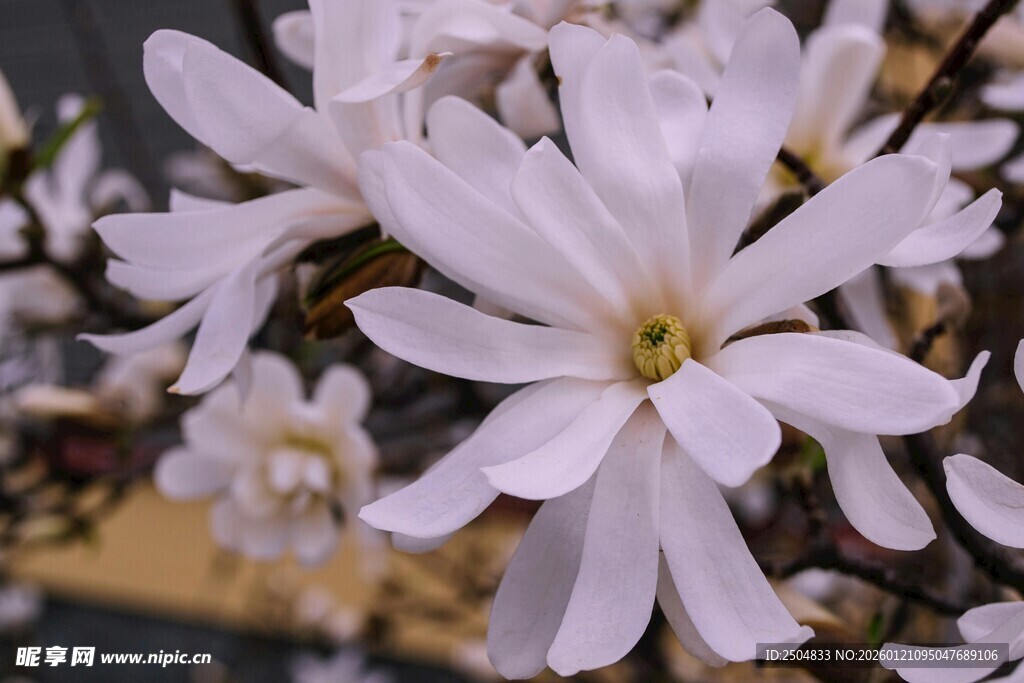 素雅玉兰花绽放枝头