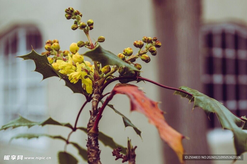 枝头黄果与红叶植物